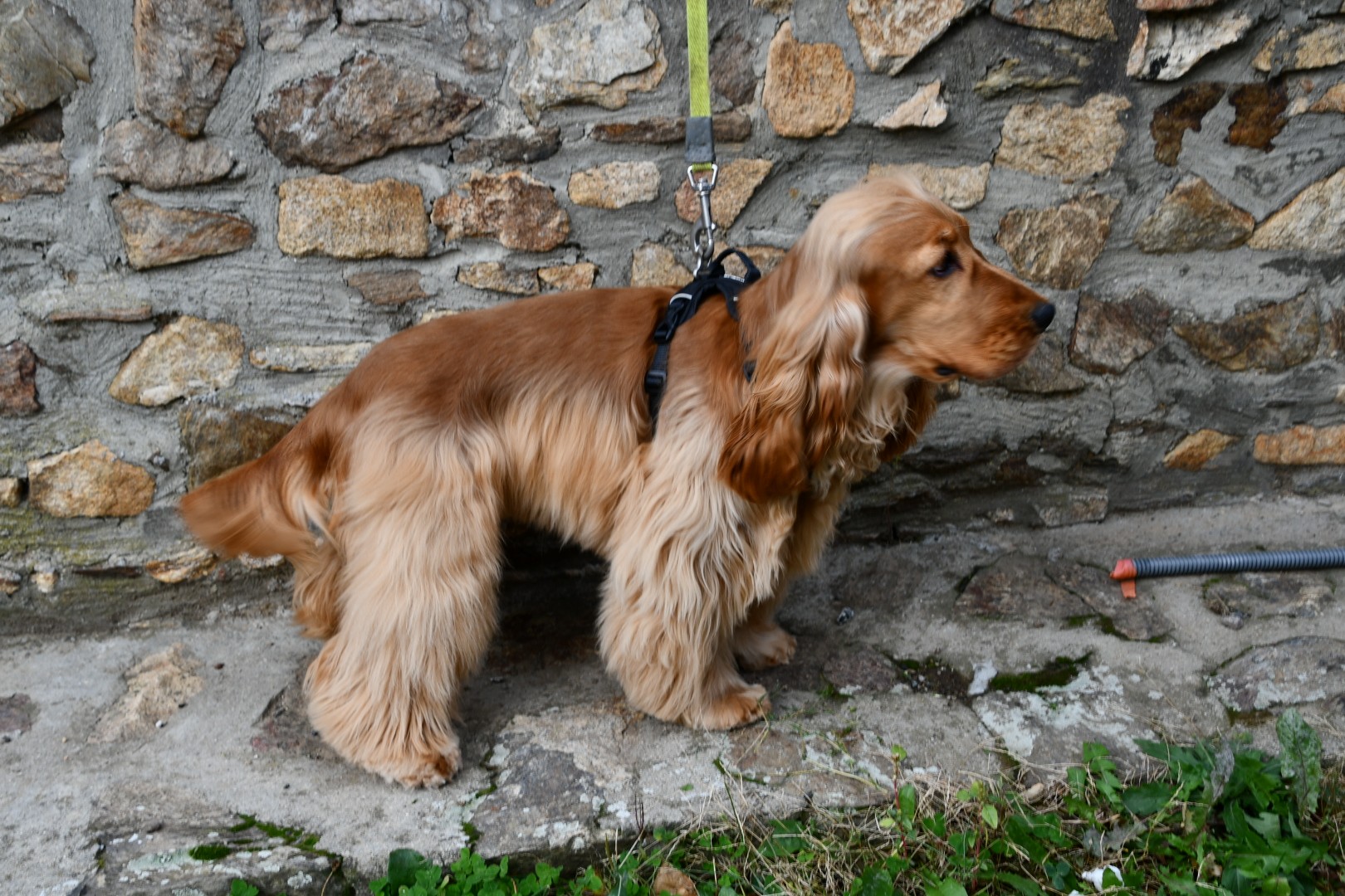 ROMEO